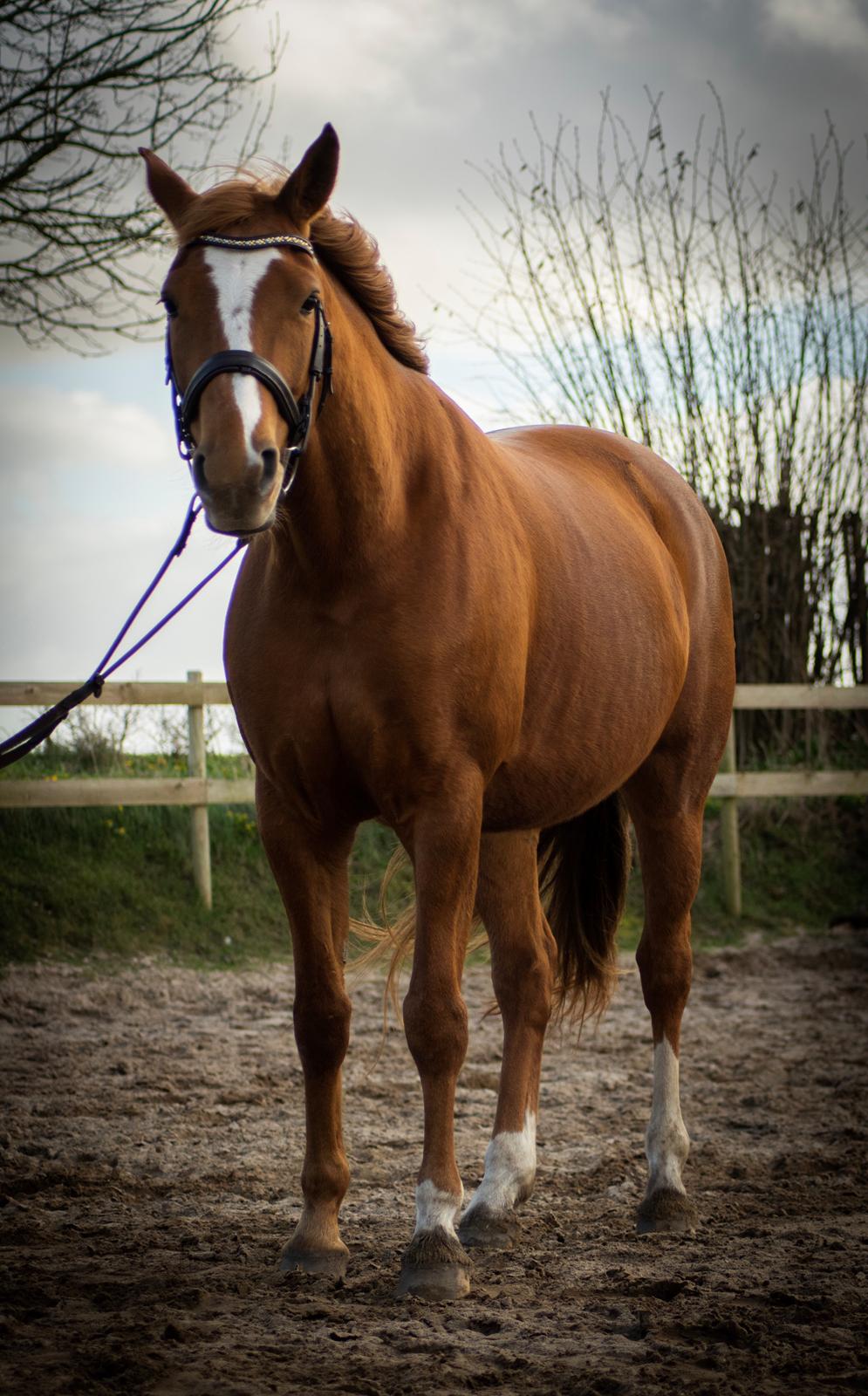 Palomino Brogaards shooting star billede 4