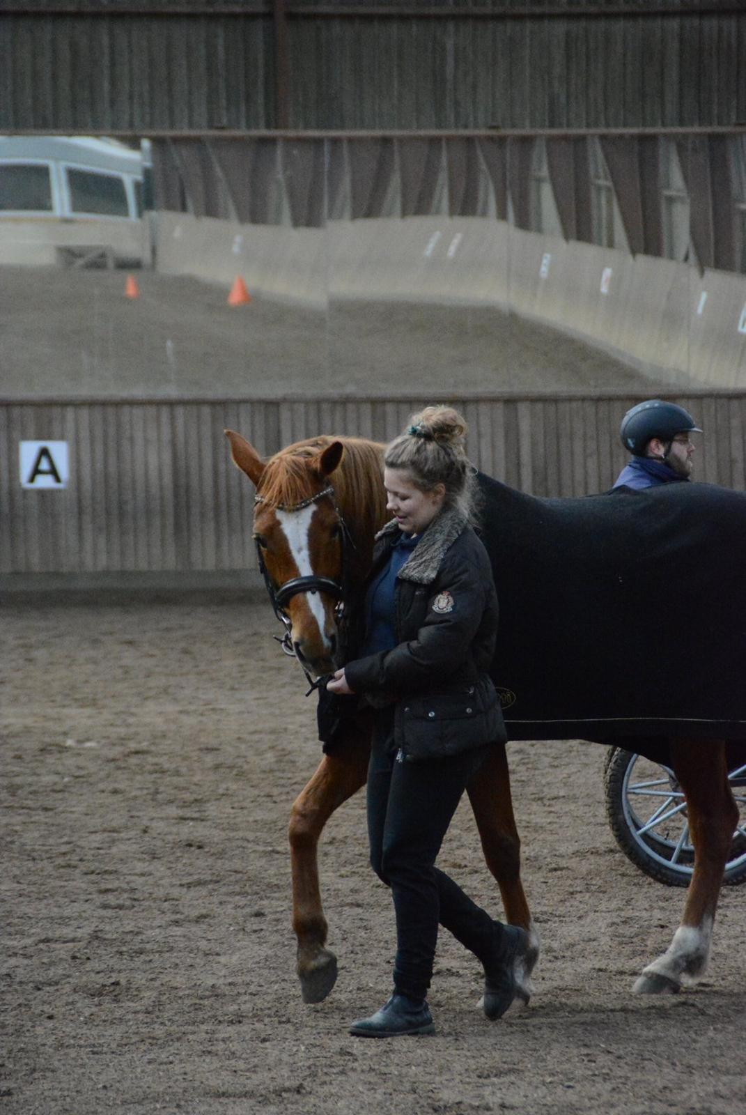 Palomino Brogaards shooting star billede 6