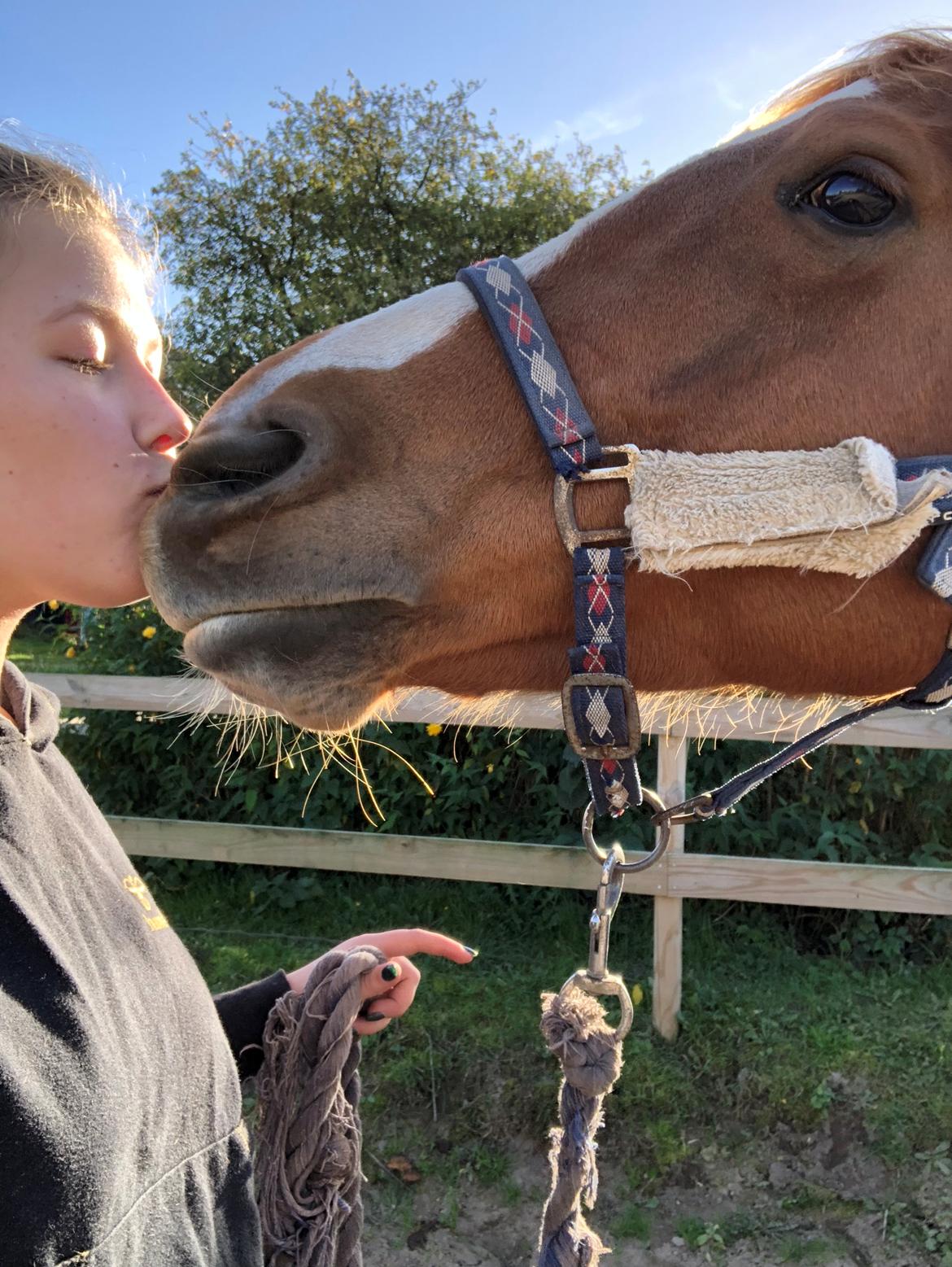 Palomino Brogaards shooting star billede 2