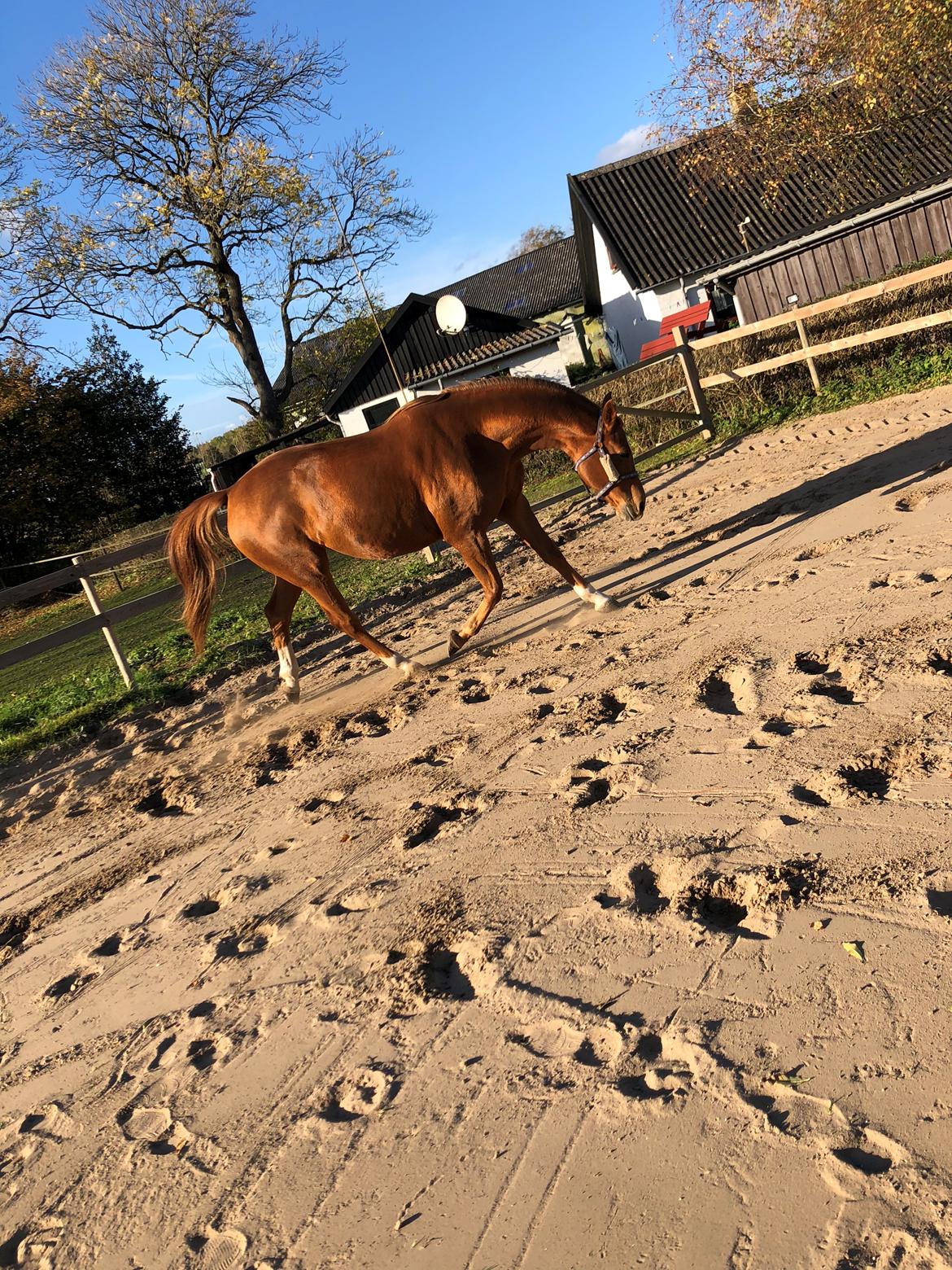 Palomino Brogaards shooting star billede 7