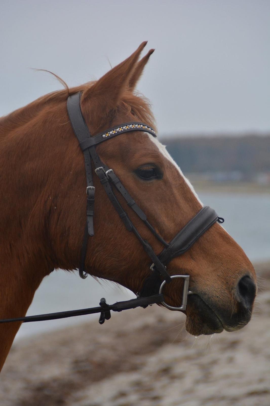 Palomino Brogaards shooting star billede 9