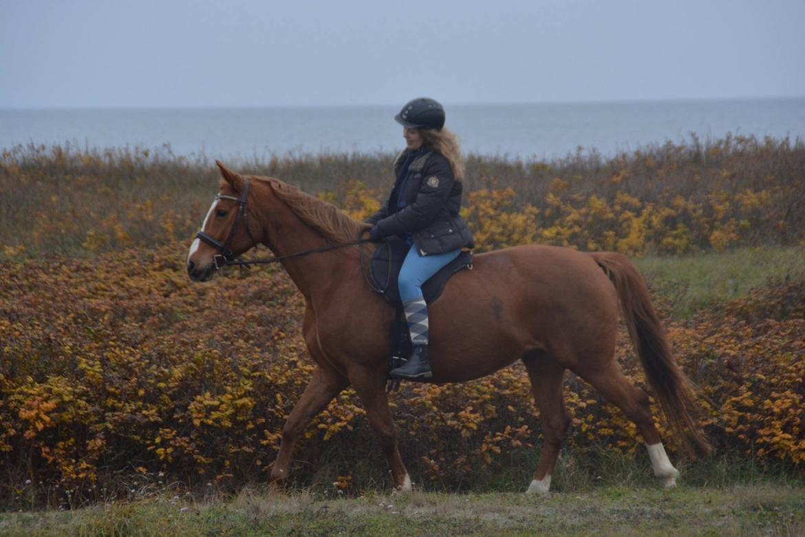 Palomino Brogaards shooting star billede 10