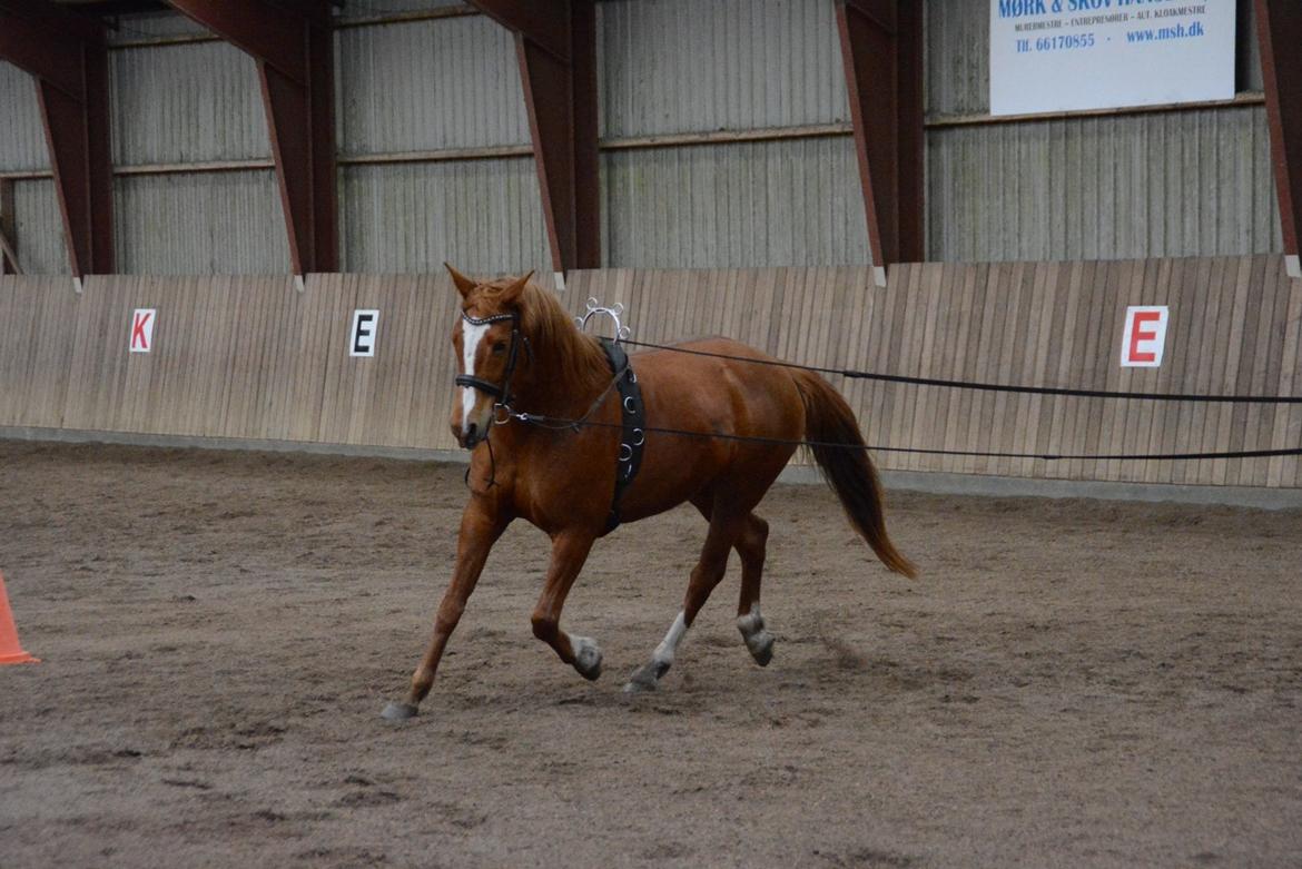 Palomino Brogaards shooting star - Fra da vi var ude og få uv med lange liner billede 11