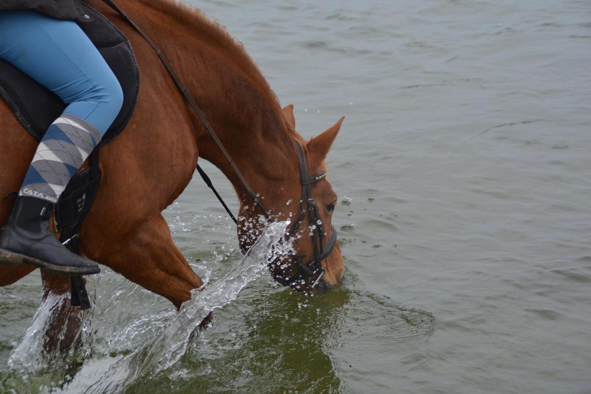 Palomino Brogaards shooting star billede 8