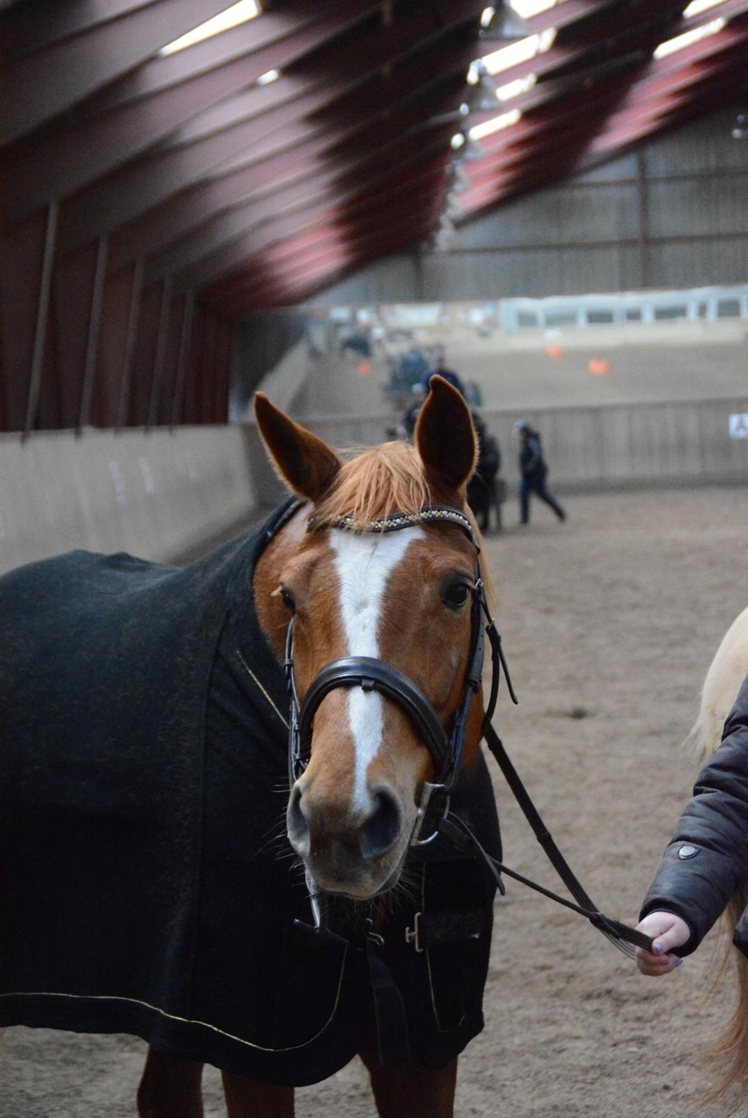 Palomino Brogaards shooting star billede 12