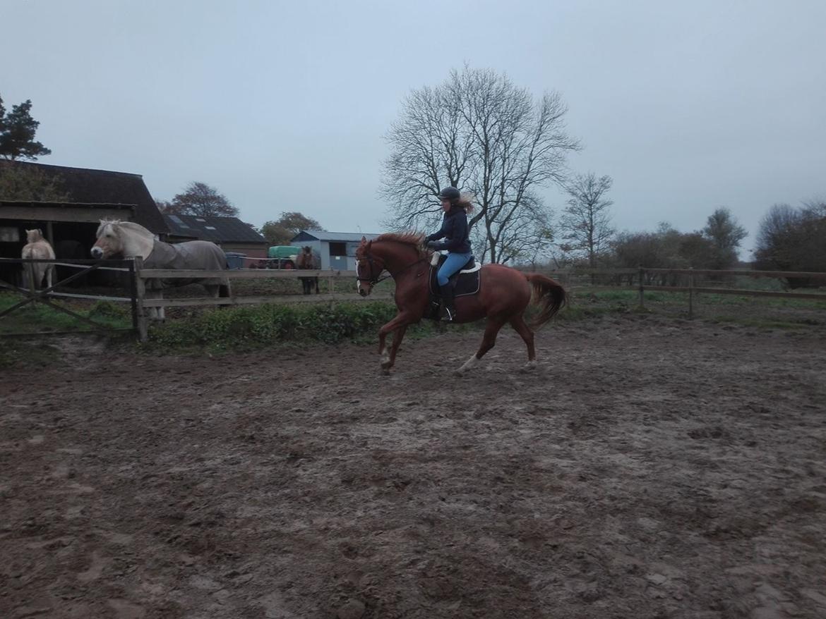 Palomino Brogaards shooting star billede 13
