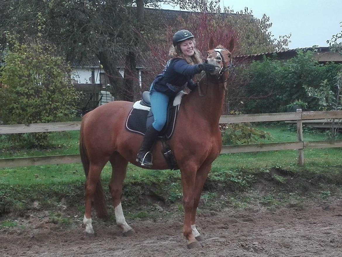 Palomino Brogaards shooting star billede 14