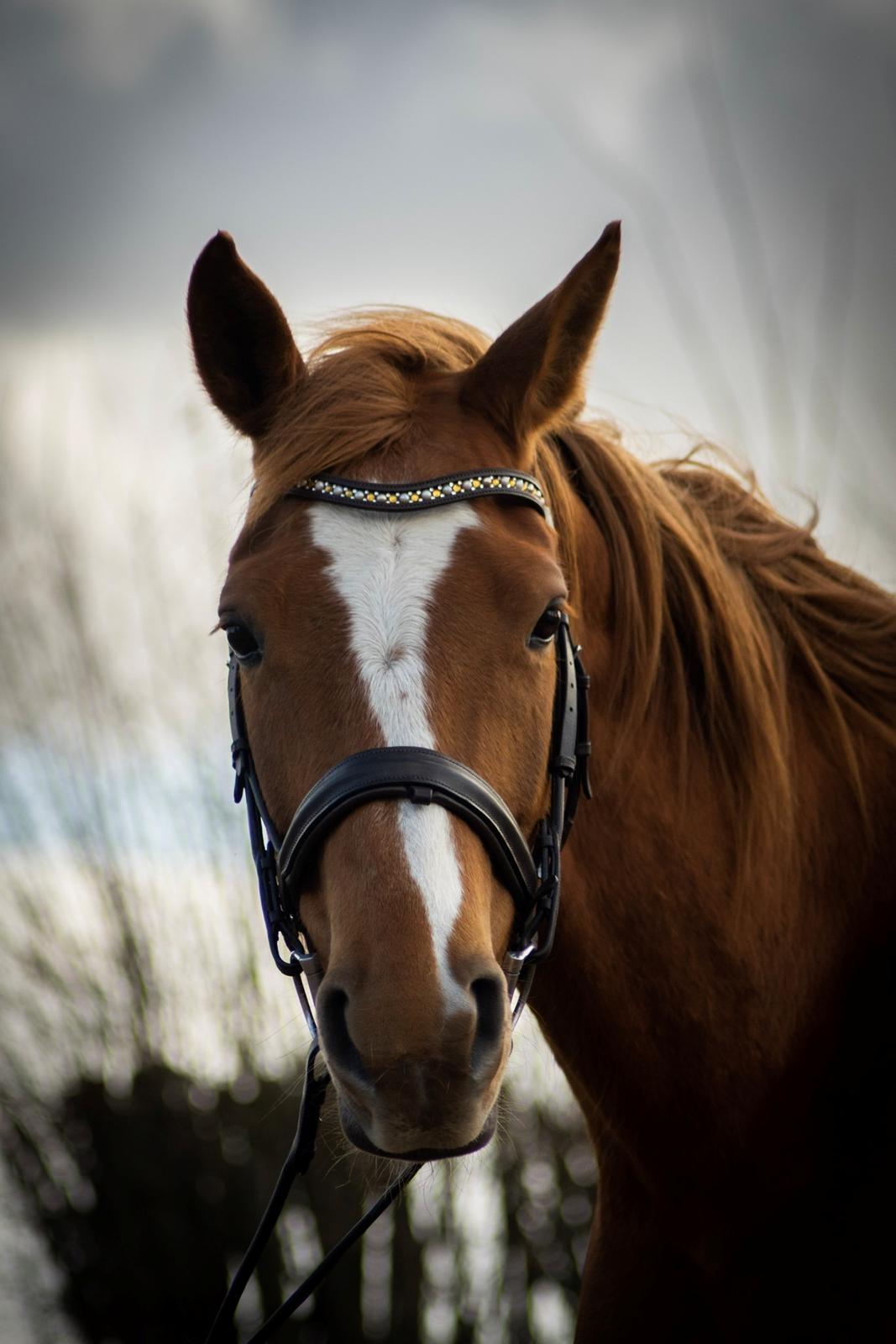 Palomino Brogaards shooting star billede 5