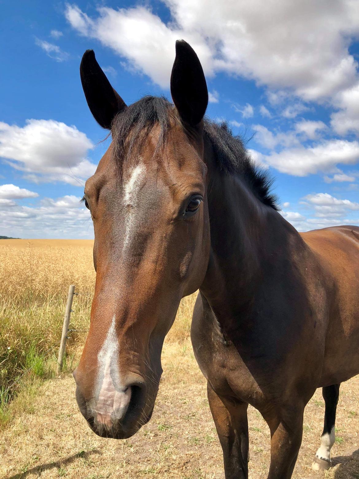 Dansk Varmblod First knight billede 3