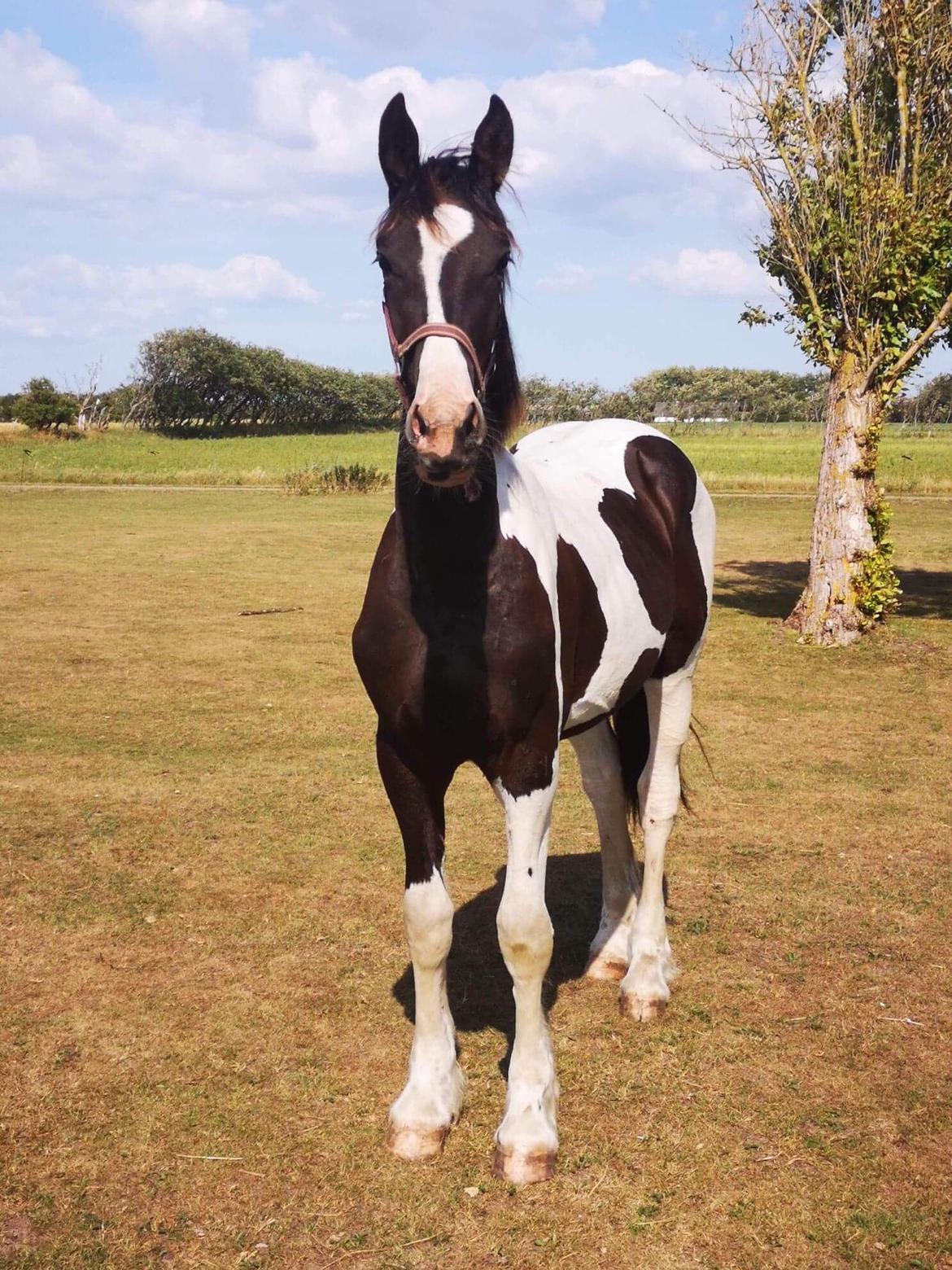 Barockpinto Arn Fan Stald Barok billede 3