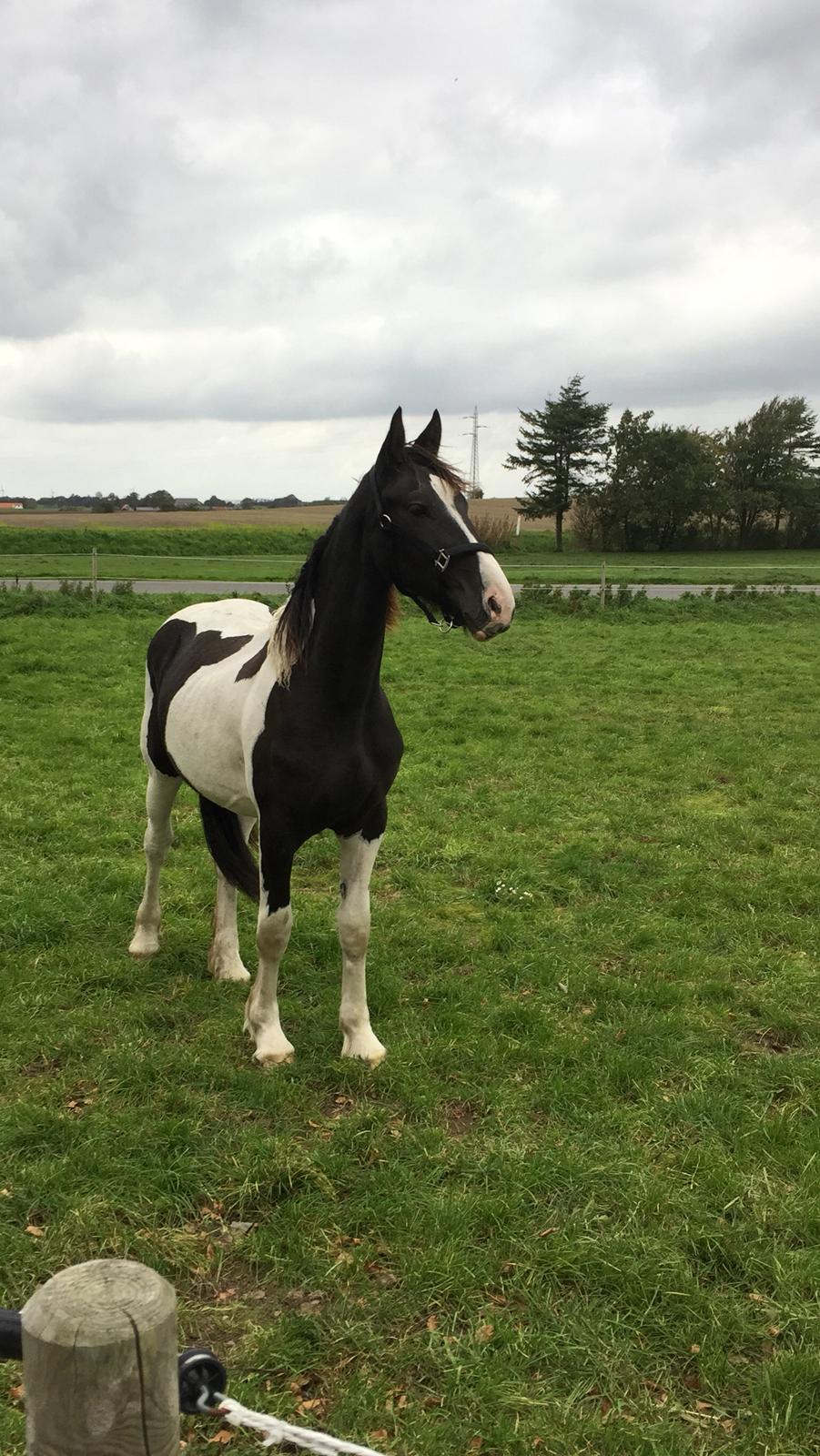 Barockpinto Arn Fan Stald Barok billede 7