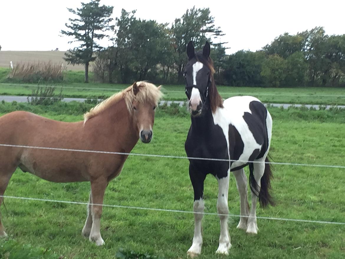 Barockpinto Arn Fan Stald Barok billede 8