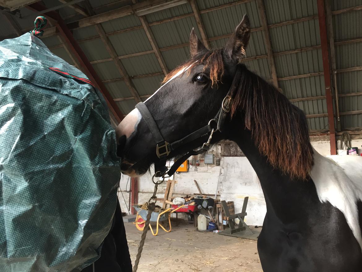 Barockpinto Arn Fan Stald Barok billede 10