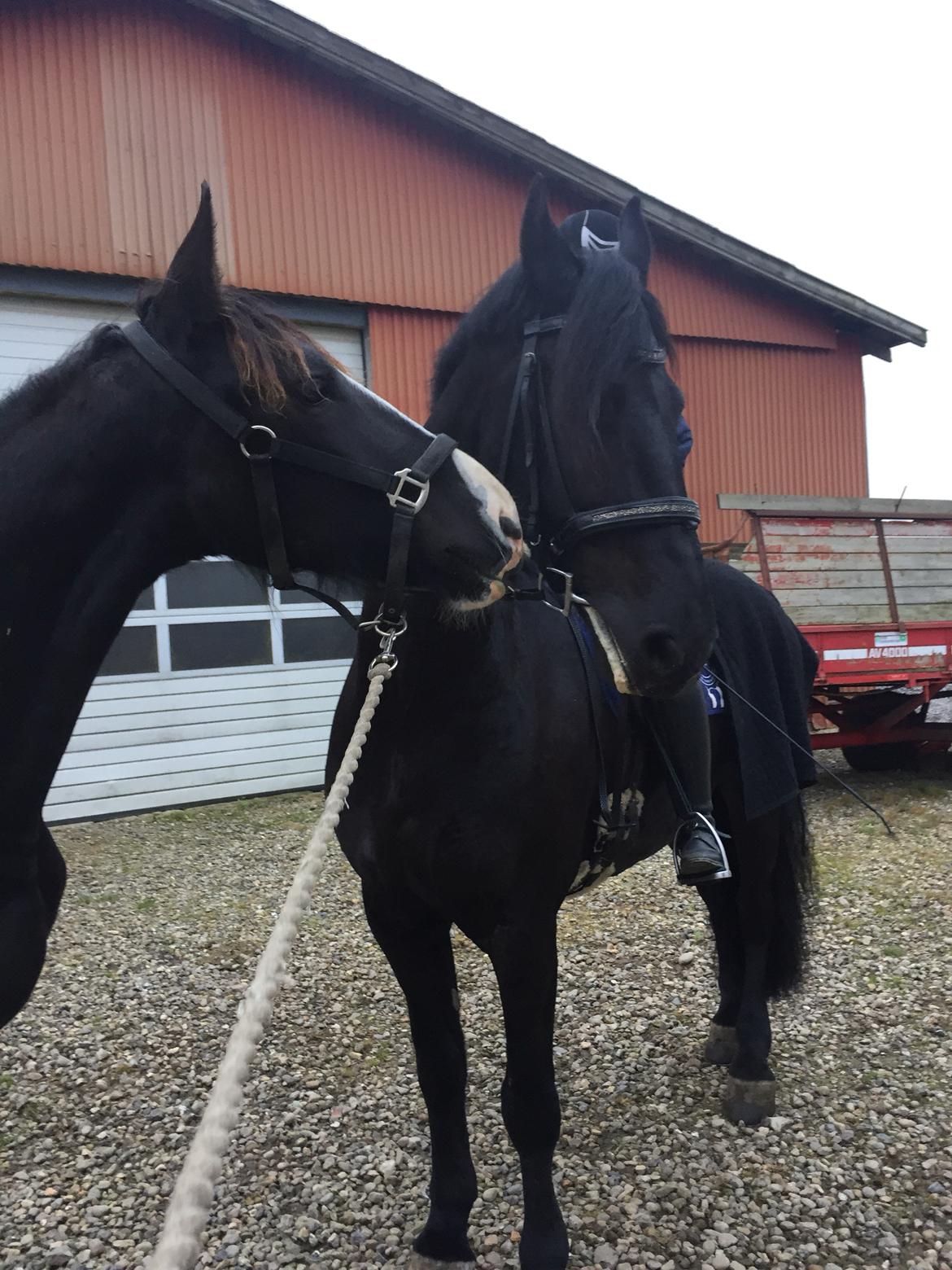 Barockpinto Arn Fan Stald Barok billede 11