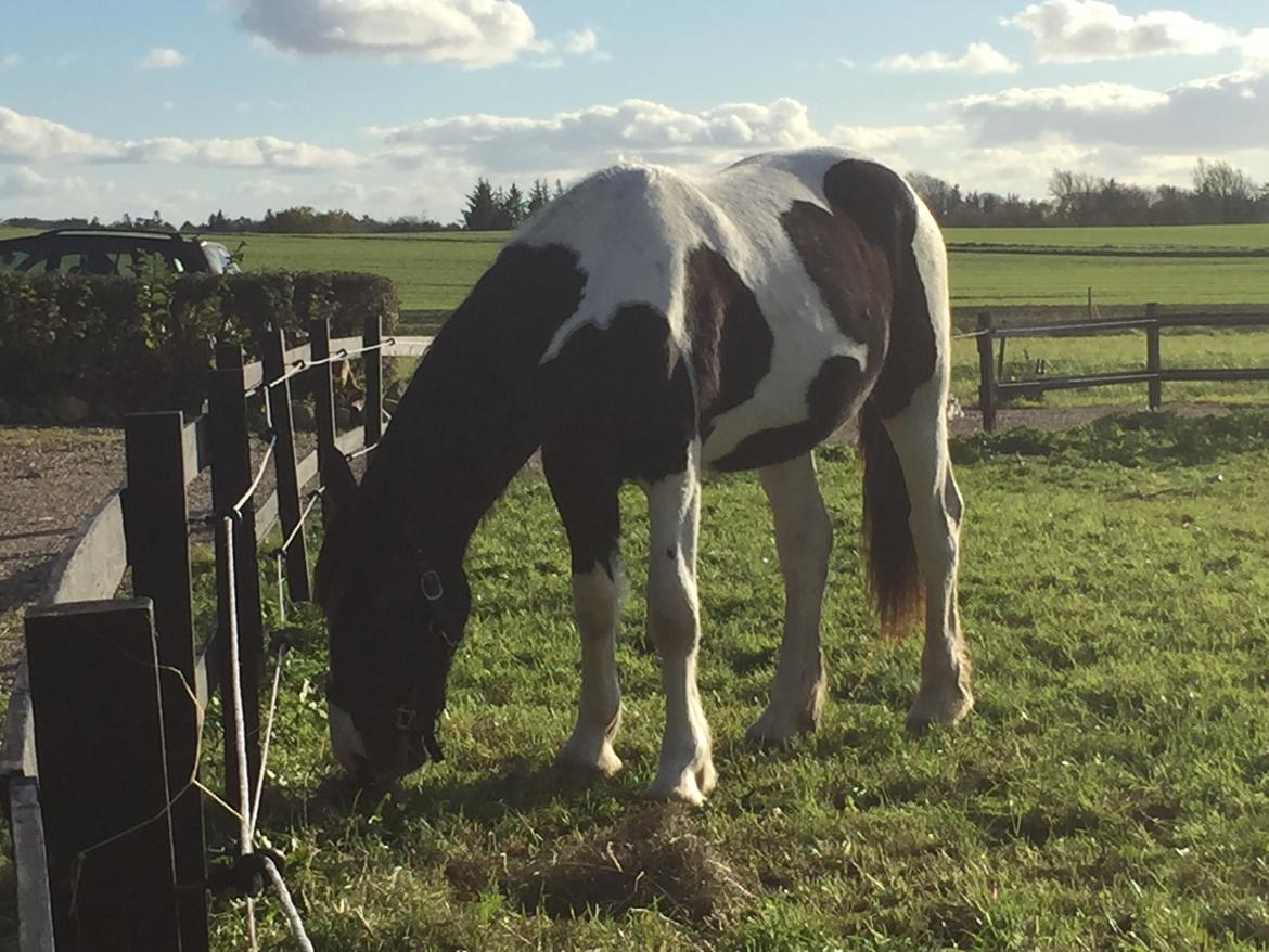 Barockpinto Arn Fan Stald Barok billede 14