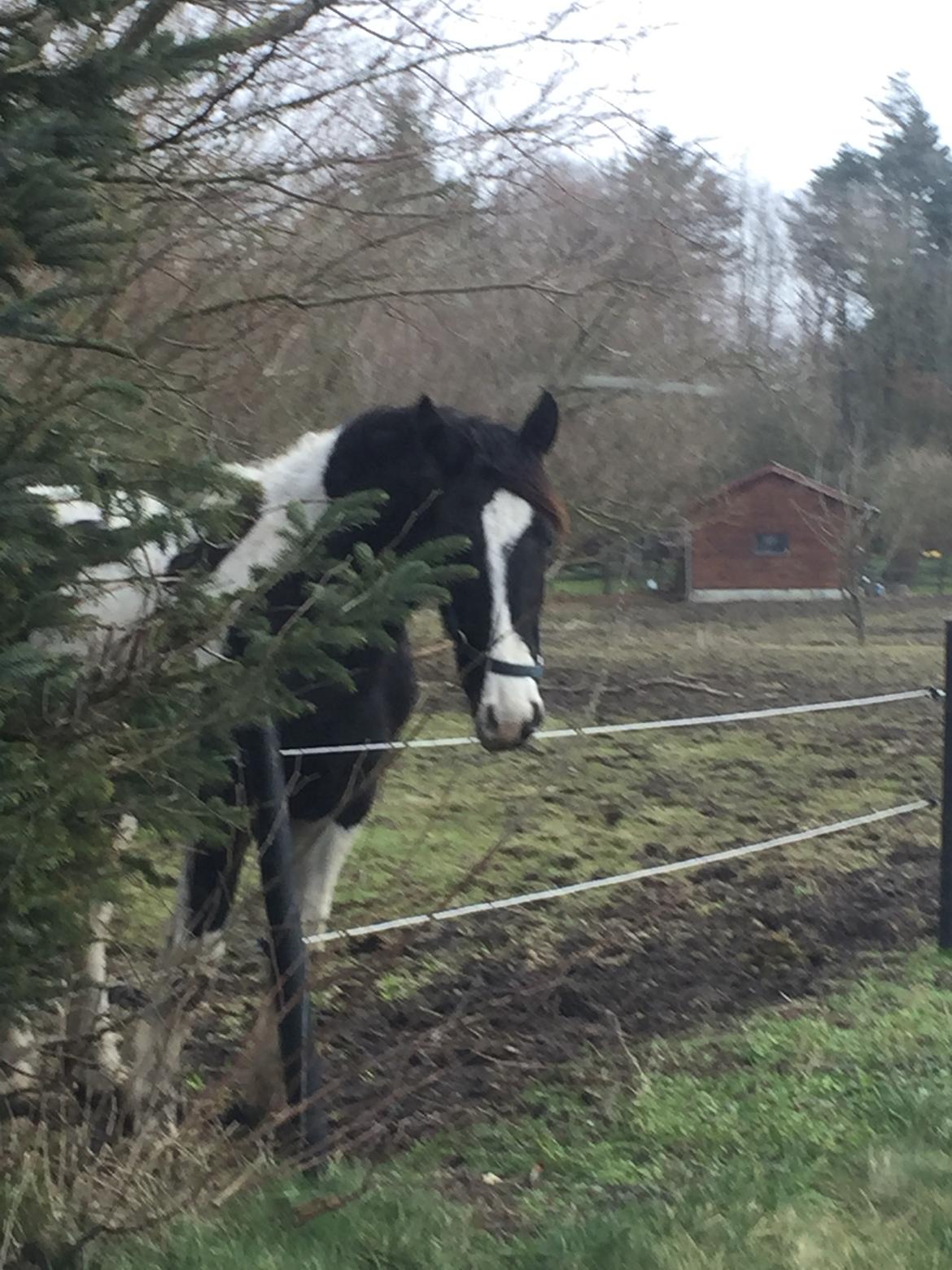 Barockpinto Arn Fan Stald Barok billede 19