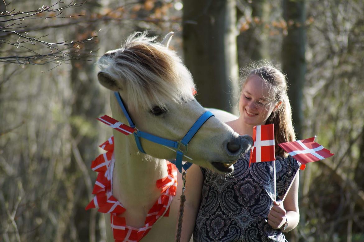 Fjordhest Atom Moskilde - Atoms 5 års fødesldag! :D billede 11
