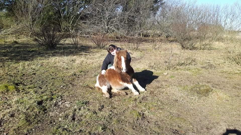 Shetlænder Turbo - 28/02-2019 billede 5