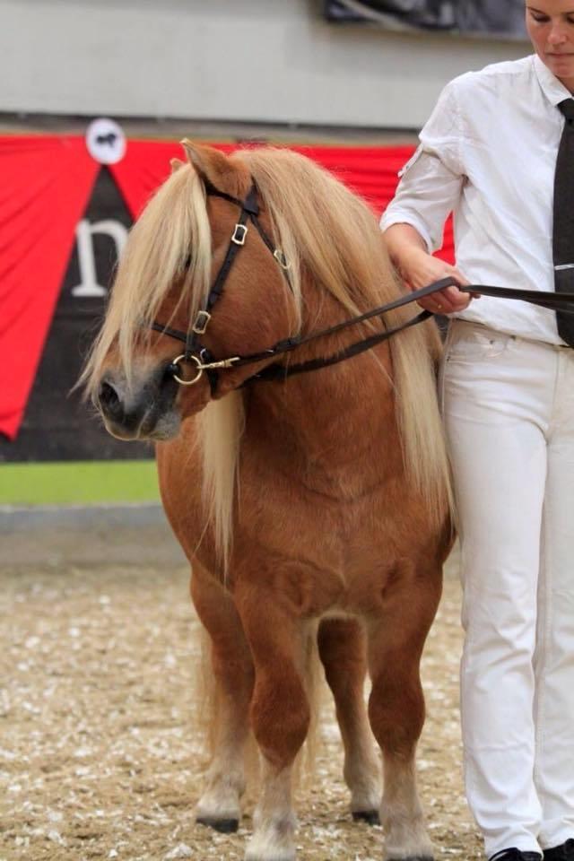 Shetlænder Rosenstandens balou - Hingstekåring i Fredericia - Smukke pony  billede 3