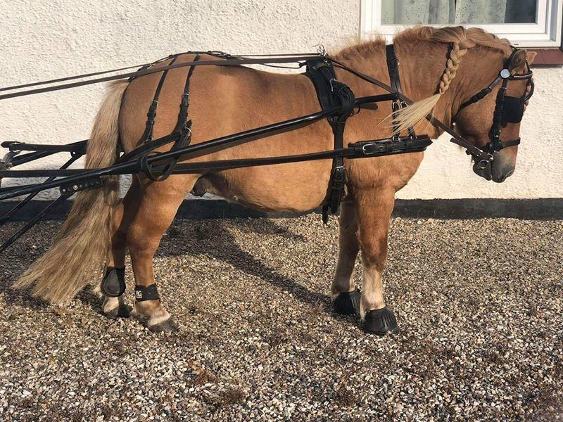 Shetlænder Rosenstandens balou - Træningsdag op til materialeprøve og kåring billede 5