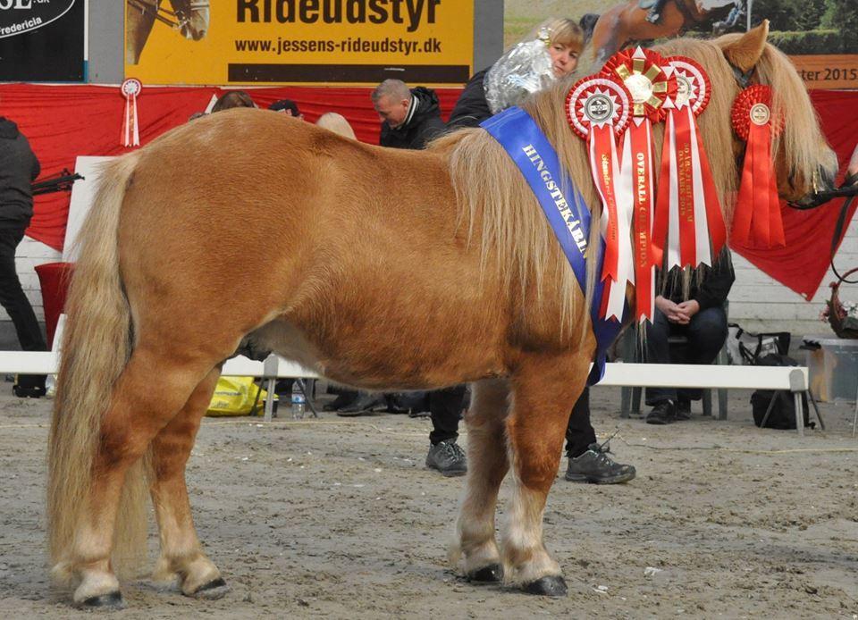 Shetlænder Rosenstandens balou - Hingstekåring i Fredericia billede 1