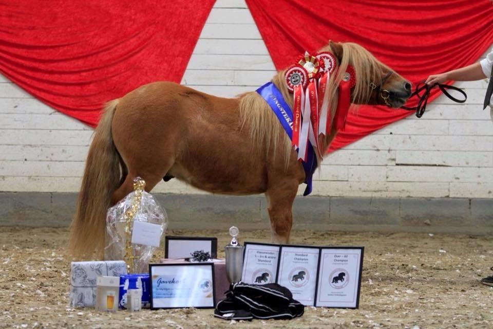 Shetlænder Rosenstandens balou - Hingstekåring i Fredericia - Meget træt og udkørt ponymand billede 2