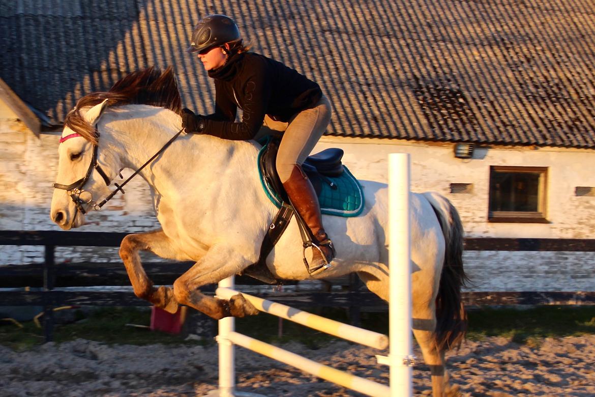 Anden særlig race Bubie (Bella II) billede 12