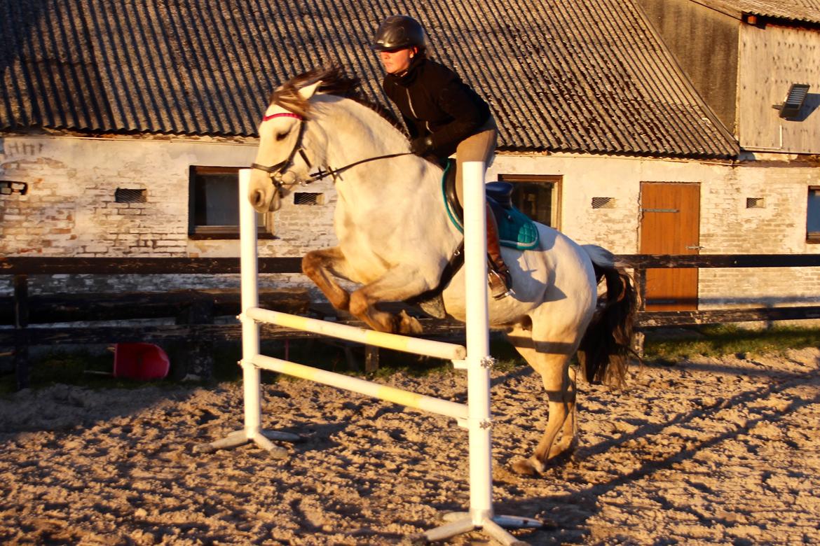 Anden særlig race Bubie (Bella II) billede 34