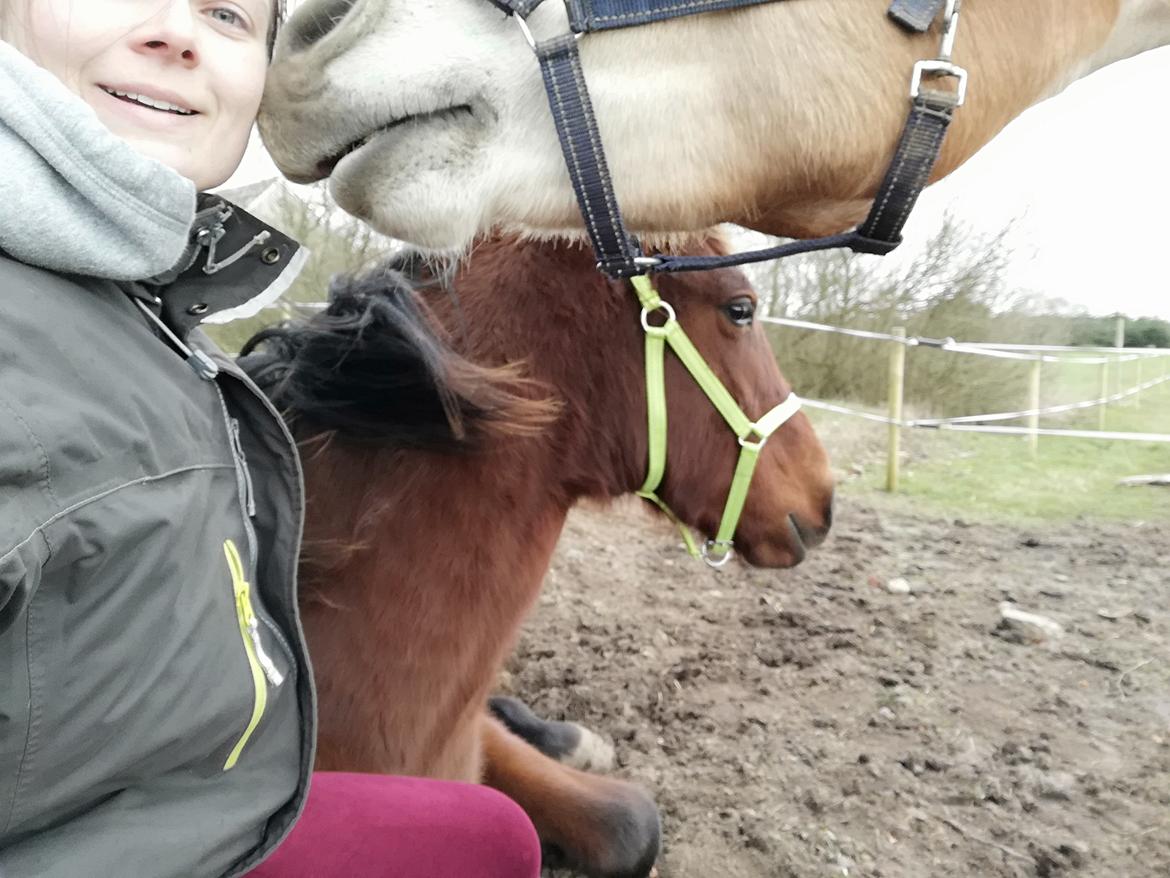 Pura Raza Española Perla billede 17