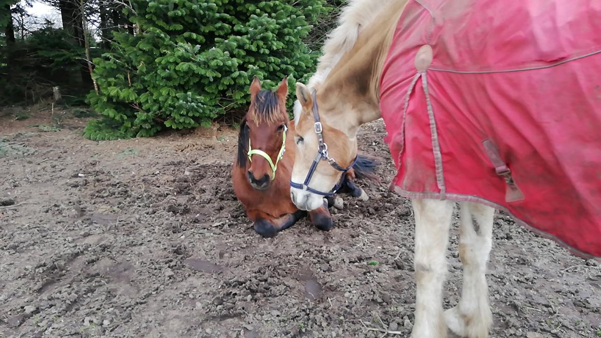 Pura Raza Española Perla billede 11