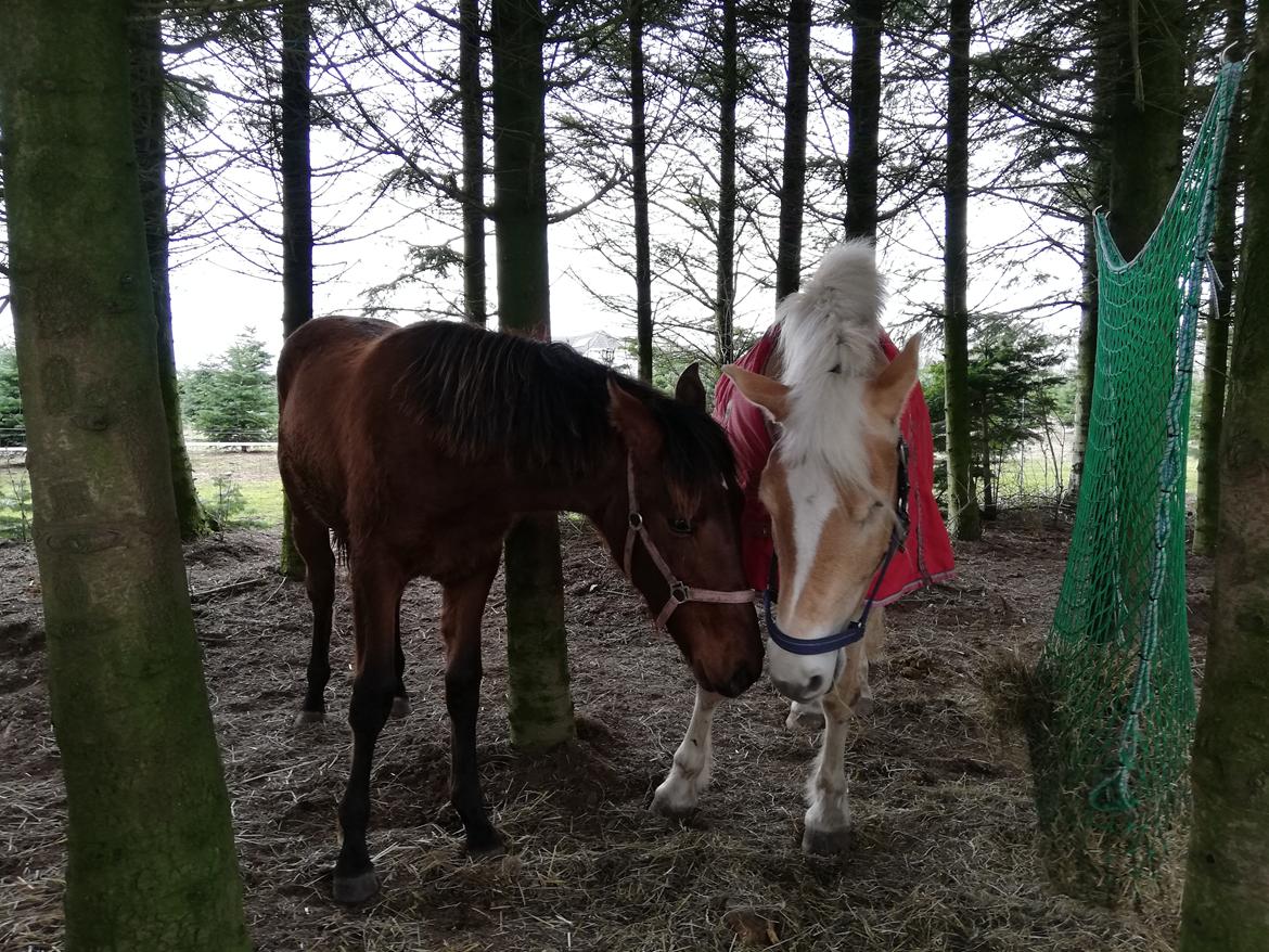 Pura Raza Española Perla billede 3