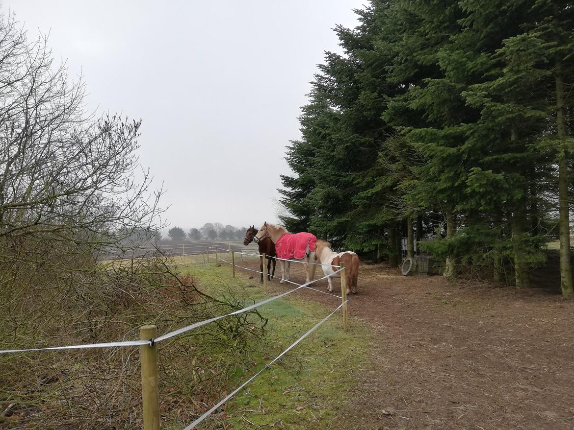 Pura Raza Española Perla billede 13