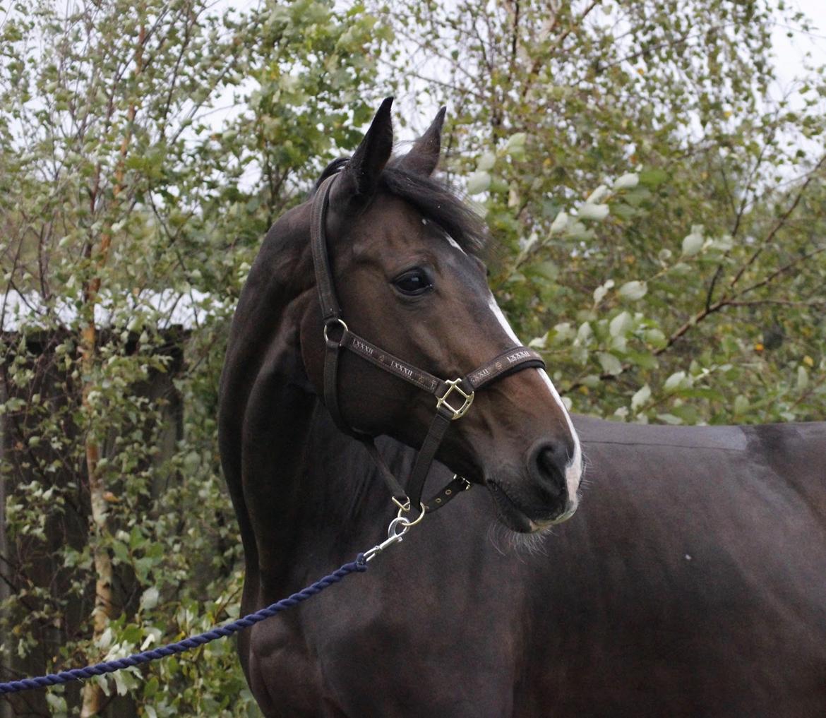 Dansk Varmblod Gipsy Birkely  billede 1