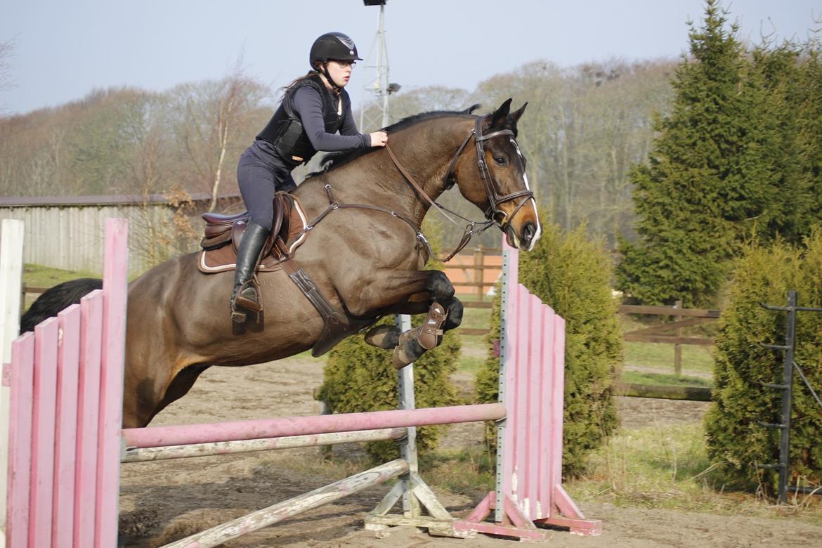 Dansk Varmblod Gipsy Birkely  billede 13