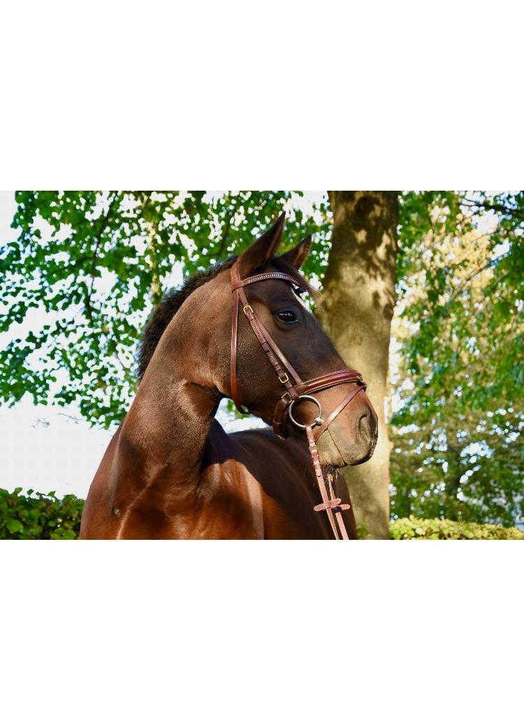 DSP Præst's zedan billede 9