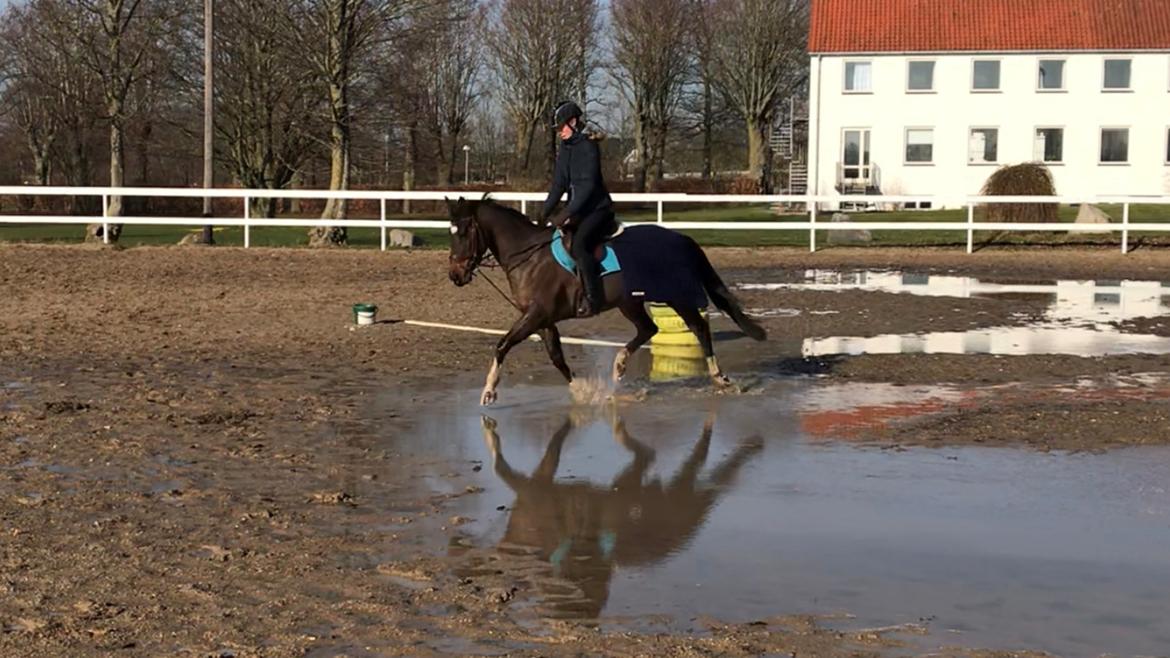 DSP Præst's zedan billede 13