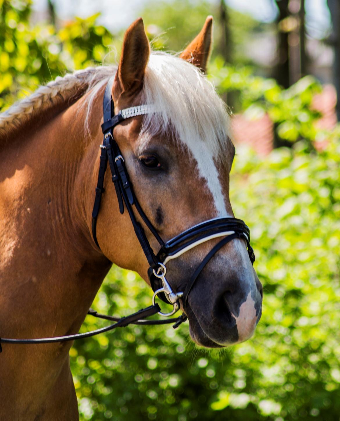 Haflinger BAILEY billede 1