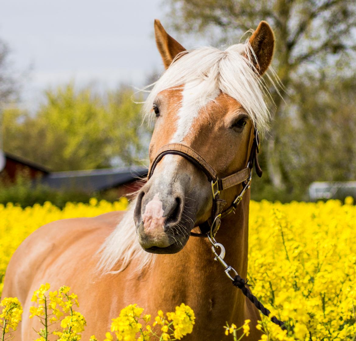 Haflinger BAILEY billede 6