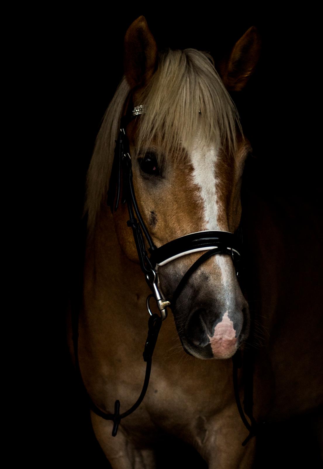 Haflinger BAILEY billede 3