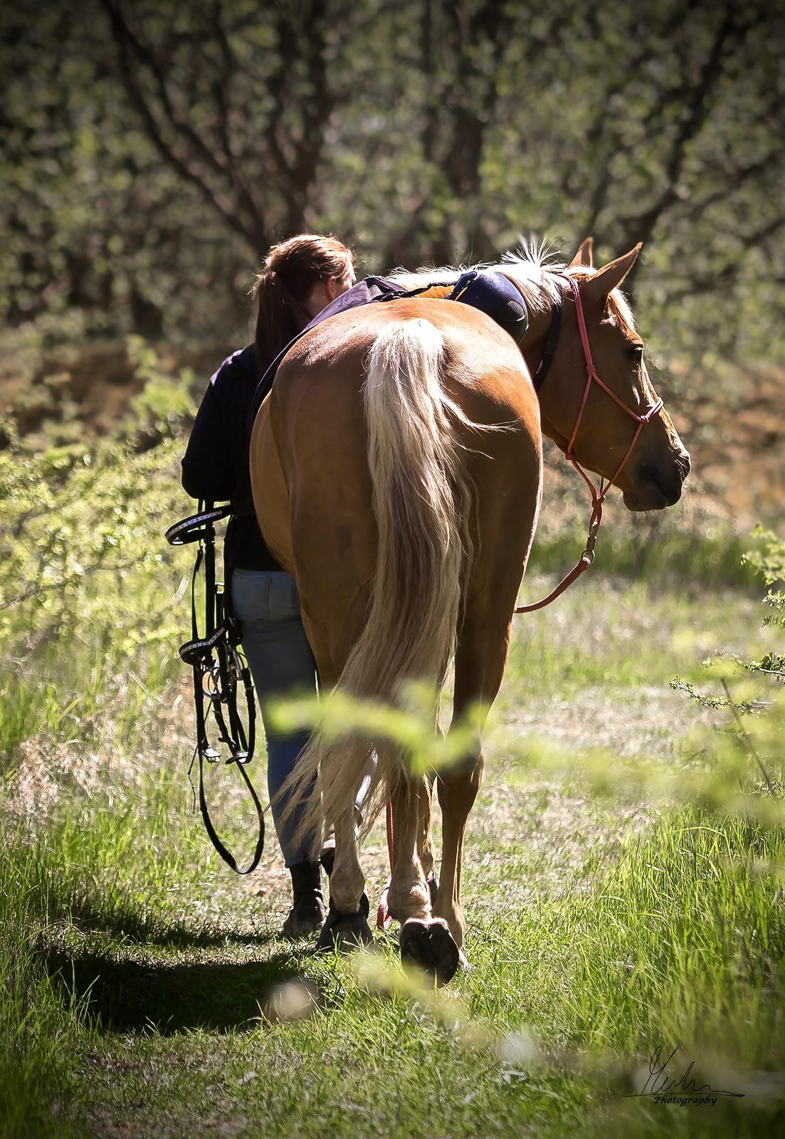 Palomino Stald Emilys Daisy Blue billede 50