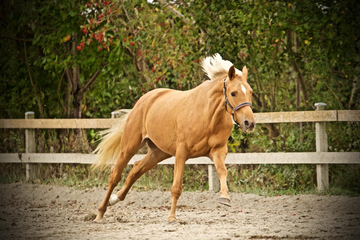 Palomino Stald Emilys Daisy Blue billede 40