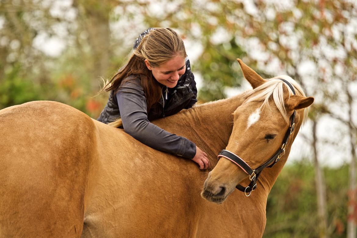 Palomino Stald Emilys Daisy Blue billede 9