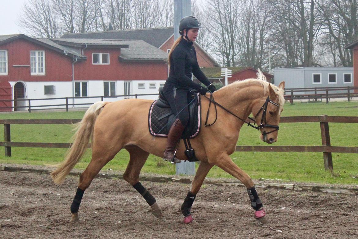 Palomino Stald Emilys Daisy Blue billede 18