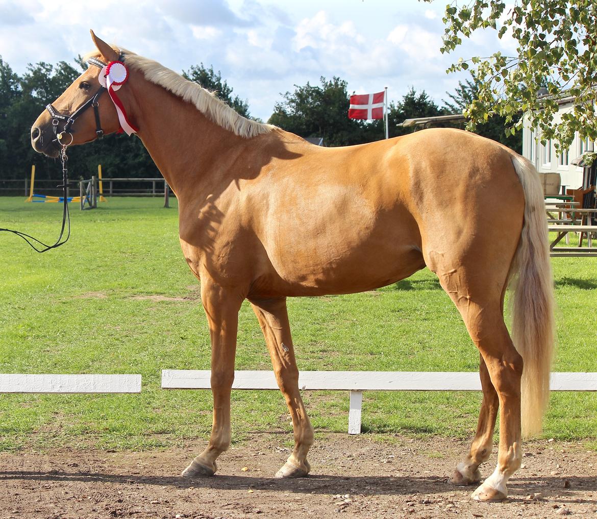 Palomino Stald Emilys Daisy Blue billede 24