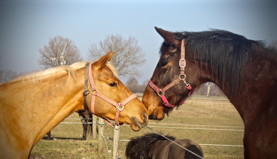 Palomino Stald Emilys Daisy Blue billede 25