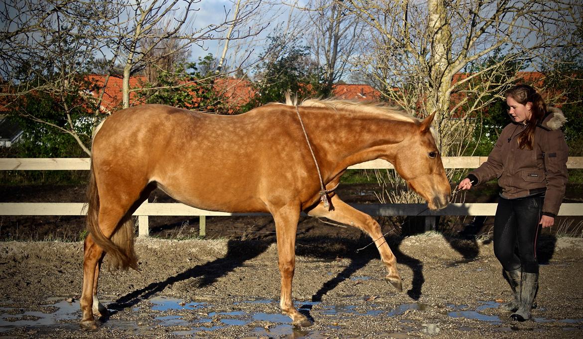 Palomino Stald Emilys Daisy Blue billede 28