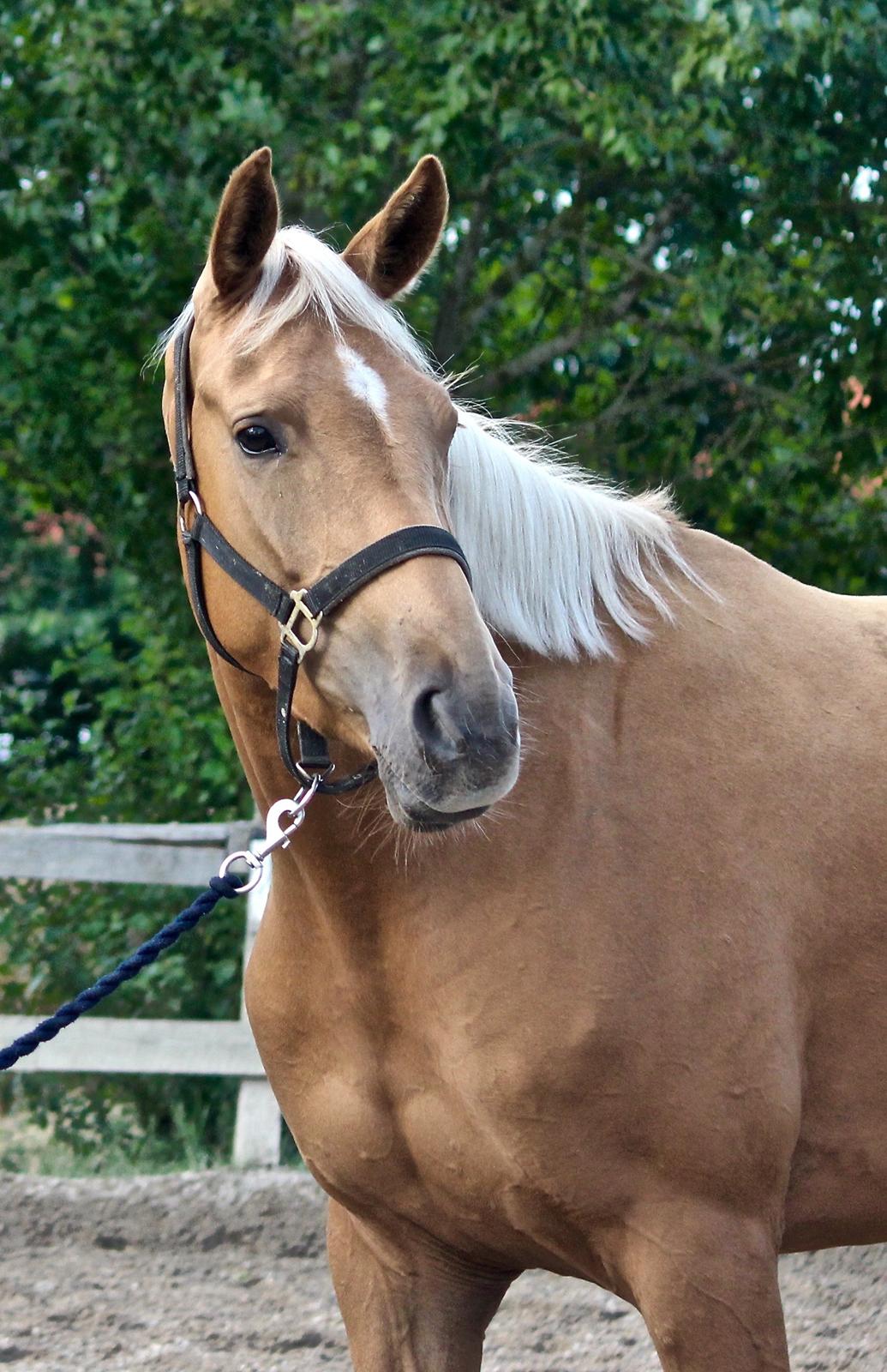 Palomino Stald Emilys Daisy Blue billede 31