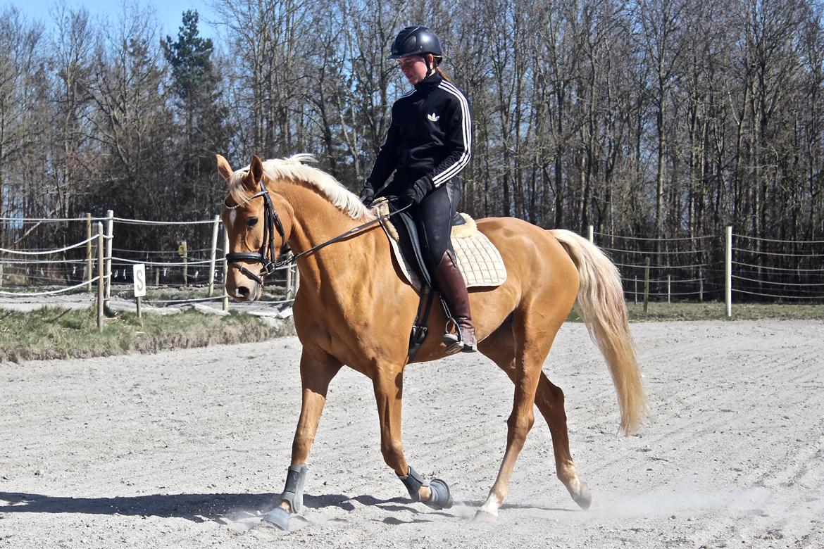 Palomino Stald Emilys Daisy Blue billede 6