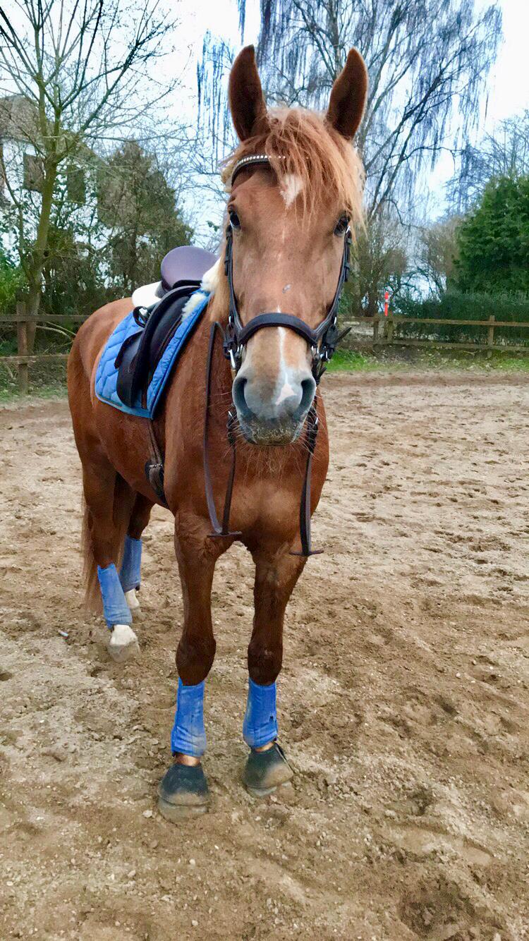 Dansk Varmblod Sancerre De Light billede 5