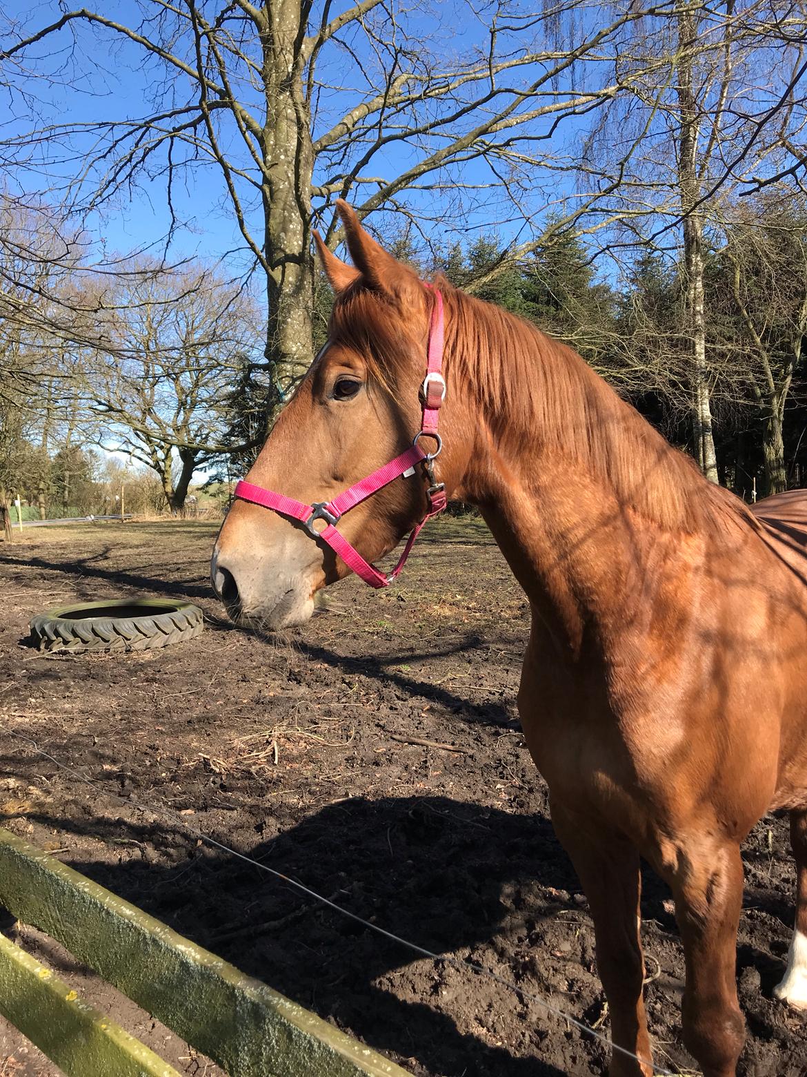 Dansk Varmblod Sancerre De Light billede 6